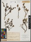 Foto von Salix waldsteiniana Willd.